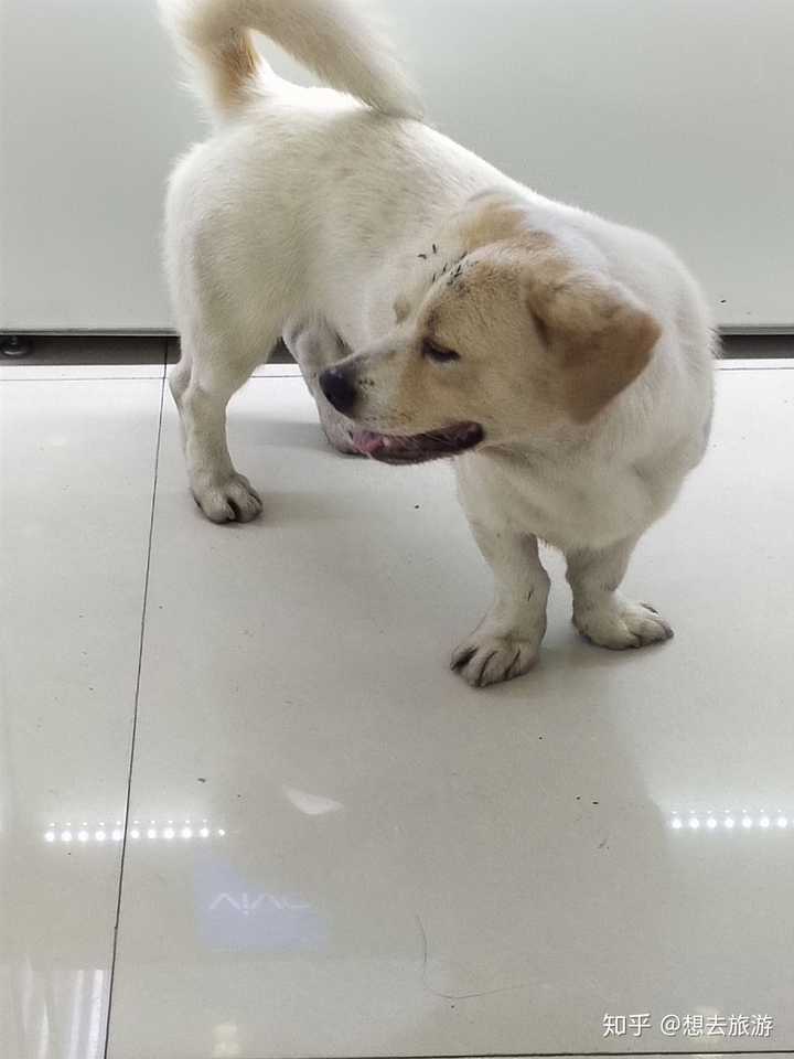 嘿嘿 这个小狗是外八