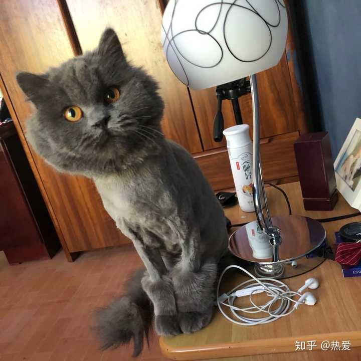 蓝猫的颜值可以有多高?