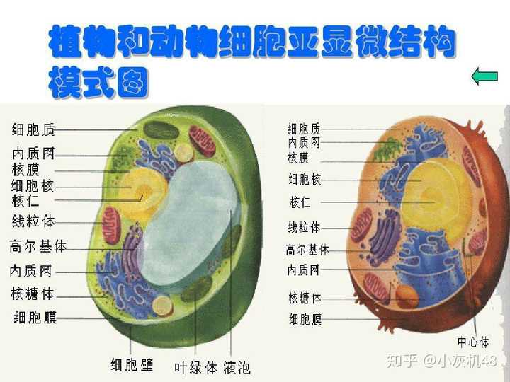 左边植物细胞,右边动物细胞.