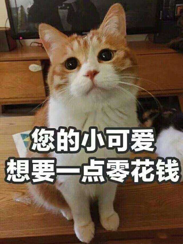 有哪些可爱的猫猫表情包?
