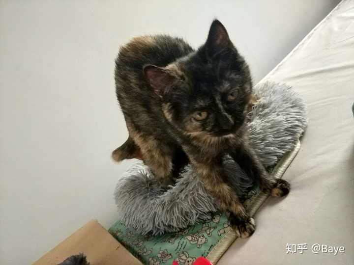 暹罗猫和蓝猫生的猫宝宝什么样?