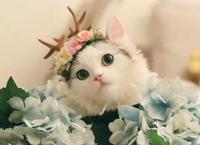 你收藏了哪些有关猫的好看的图片?
