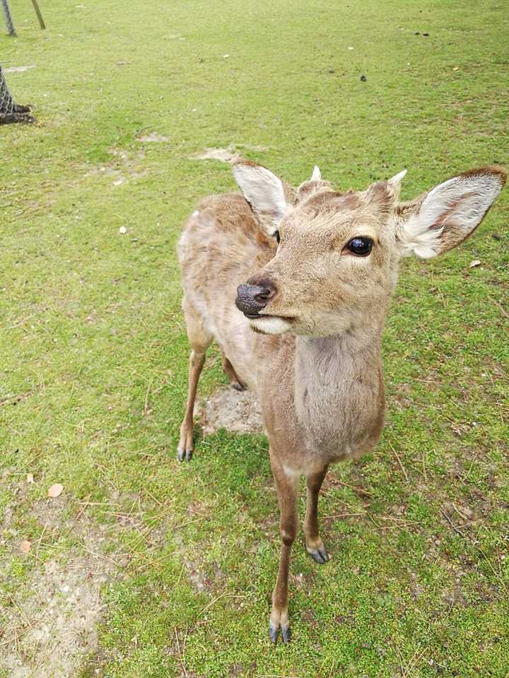 什么动物的眼睛最好看?