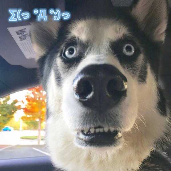 一只猫和一只狗的情侣头像?