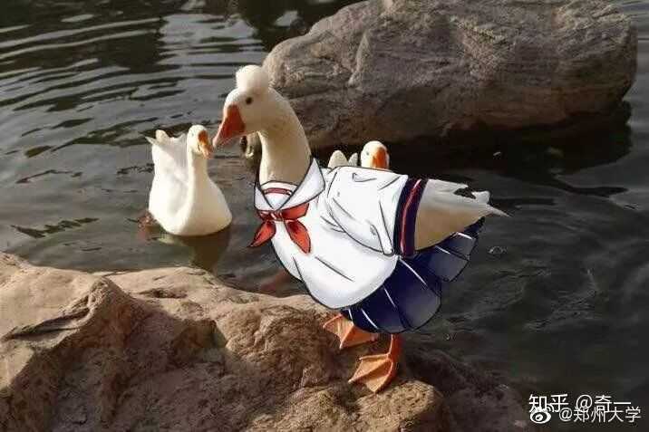 鹅的头上顶着一个毛球,是什么?