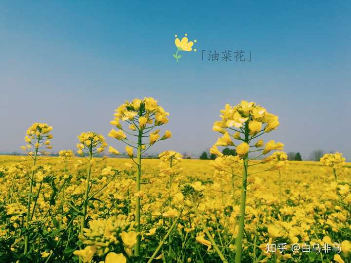 看到哪些东西让你感觉春天到了?