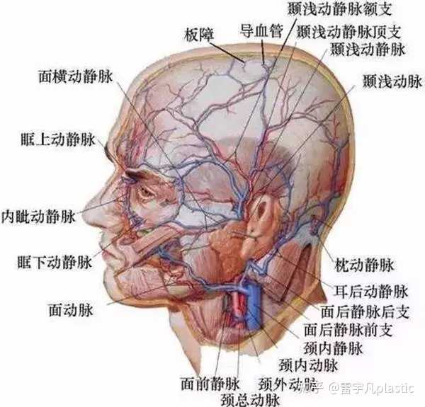 面部血管分布图(图片来自网络)