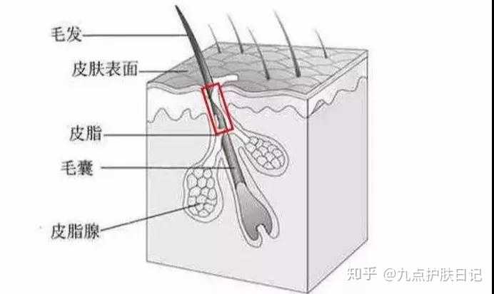 研究发现 毛囊数量和毛孔大小是有相关的.