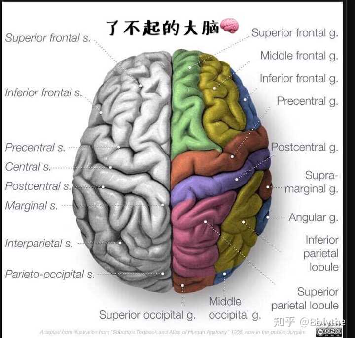 医学生们第一次上解剖课是什么感觉?