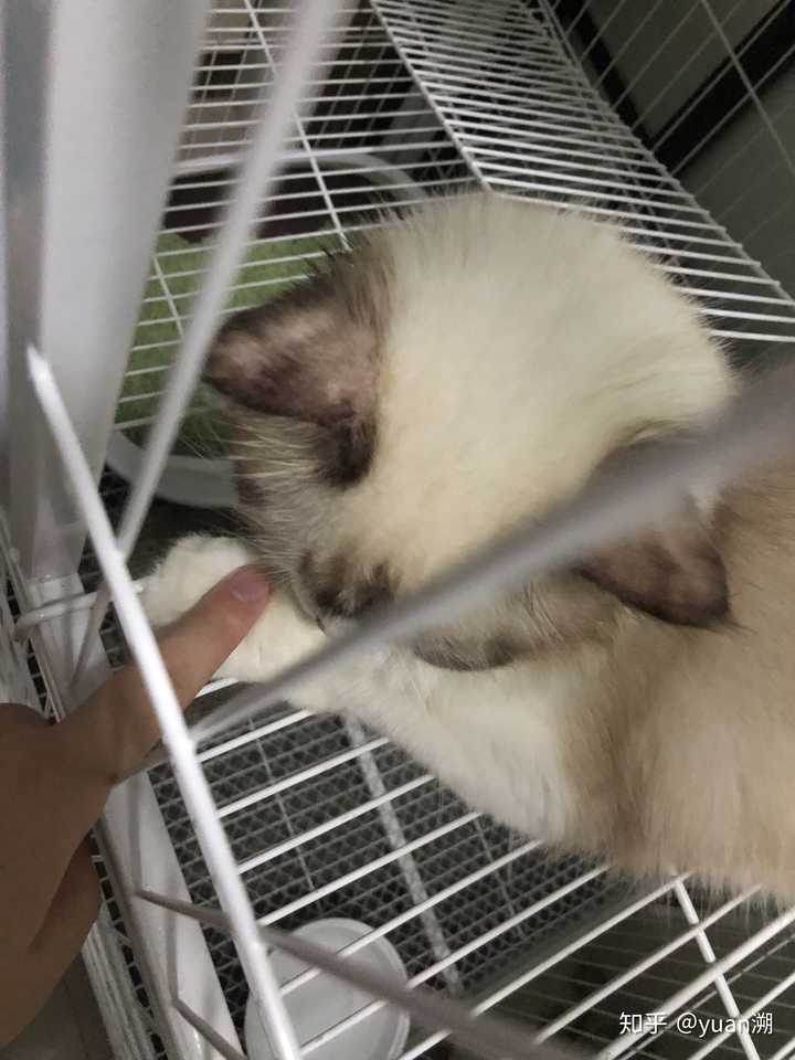 耳朵上就会这样,不放心可以买个伍德氏灯在家,掉毛可以照一照,猫藓会