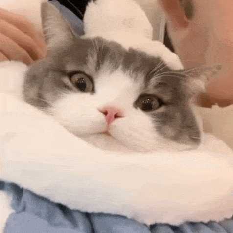 有这样的猫表情包的动图吗?