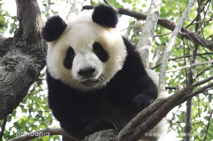 珠珠,拥有我见过的熊猫中最大的耳朵,已去世的猫猫