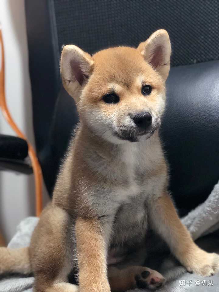 请问这是真柴犬还是假柴犬