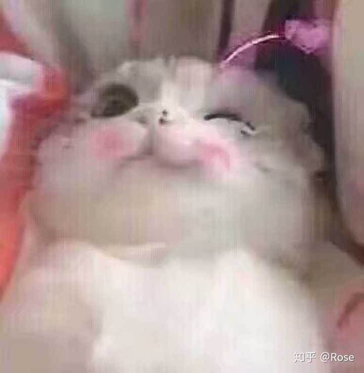 有哪些好看的[猫咪动图]表情包?