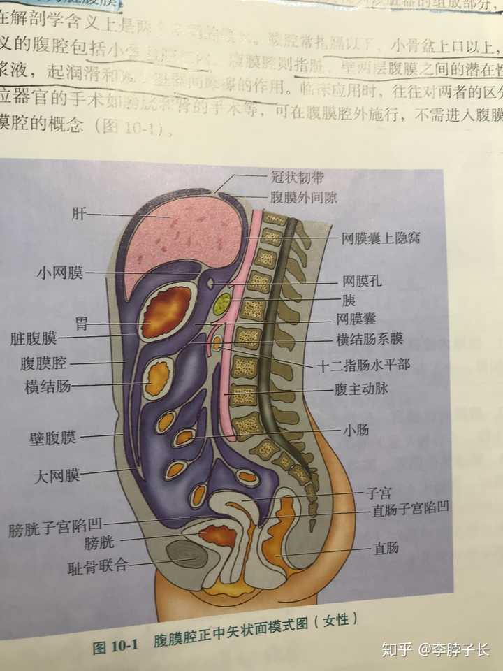 腹膜腔内有器官吗?