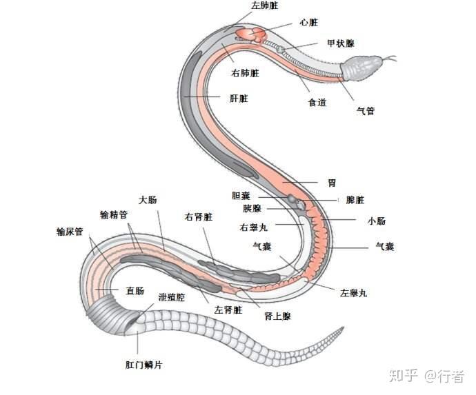 一条蛇从尾巴开始切,及时止血消毒,大概切到百分之多少时,蛇会有生命