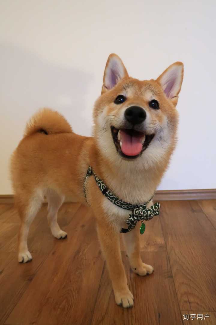 为什么中国很少有人遛柴犬?