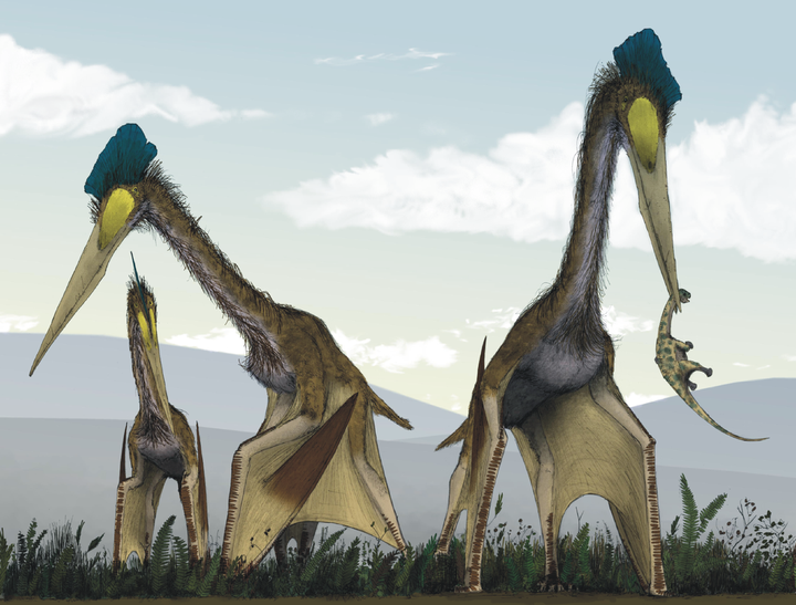 风神翼龙(quetzalcoatlus)