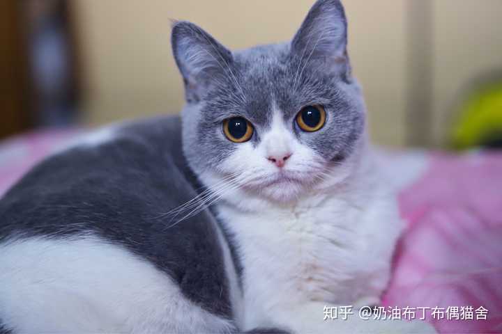 你们家的猫都叫什么名字,又有什么有趣的故事?