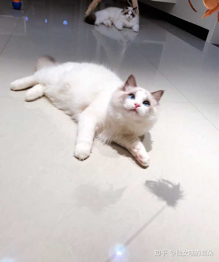 为什么布偶猫值得饲养?
