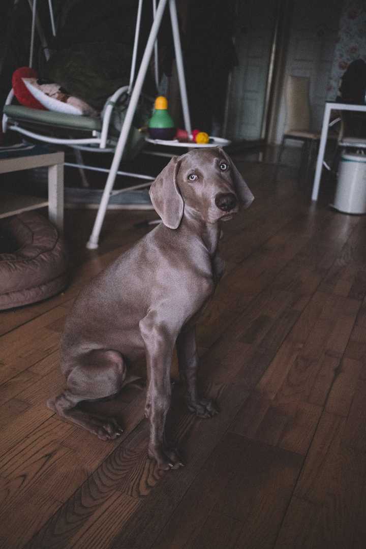 养魏玛犬是一种怎样的体验?