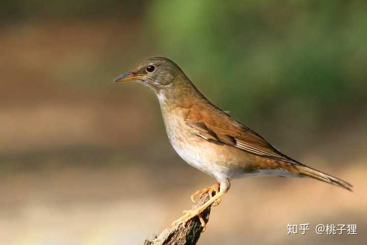 白眉鸫