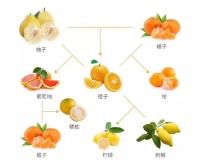 非橙子大哥莫属贵圈太乱橘子和桔子是一种水果  显示全部