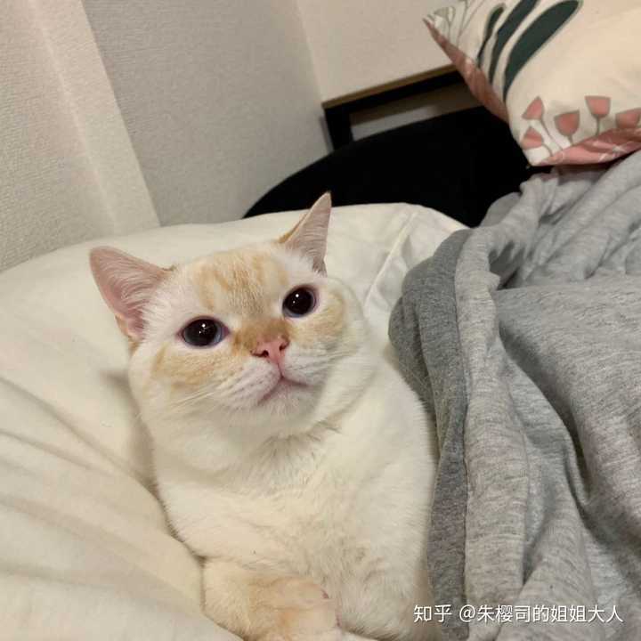 高颜值的虎斑暹罗长什么样?