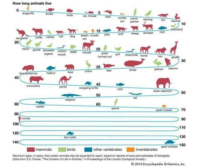 人的寿命在哺乳动物界算短吗