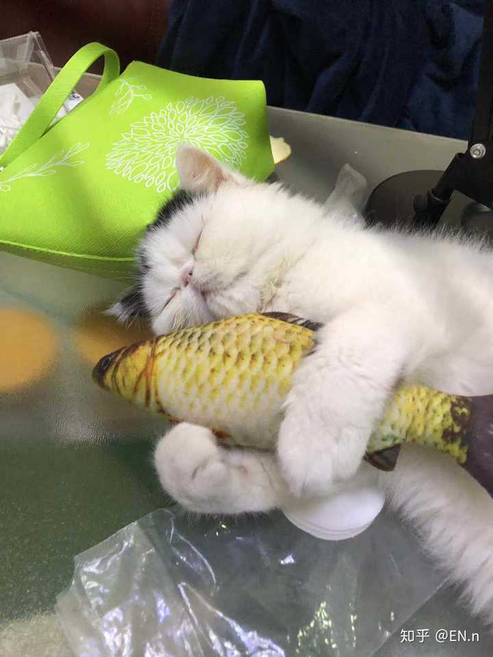 一只猫能可爱到什么程度?