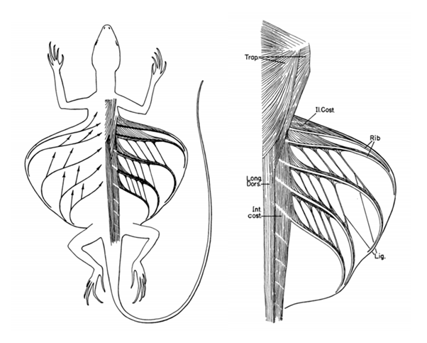 飞蜥的"翅膀"由特化的肋骨构成.图片:edwin colbert