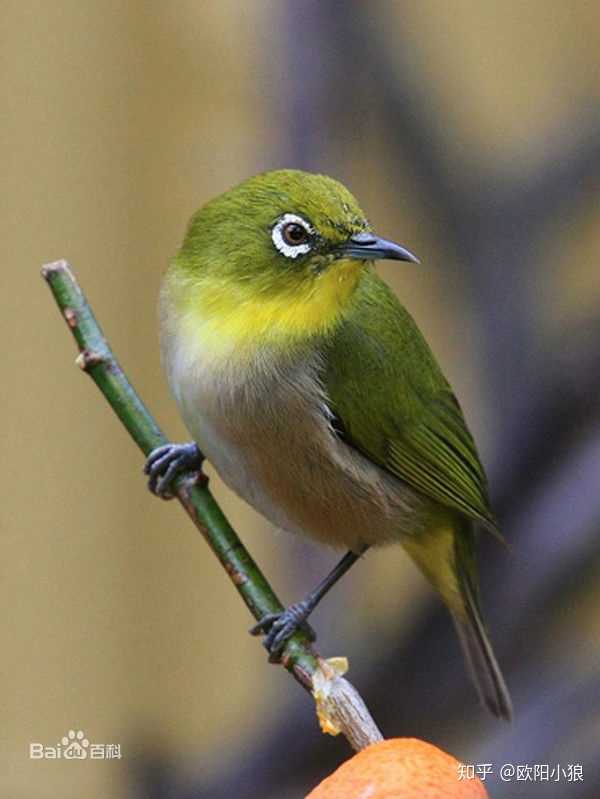 我想问一下身上是墨绿色尾巴是金色是什么鸟跟麻雀差不多大?