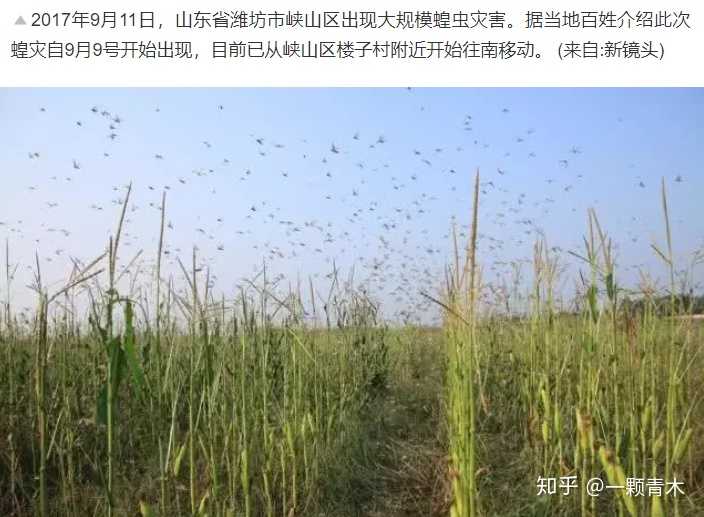 如何看待2020年非洲蝗虫灾害?