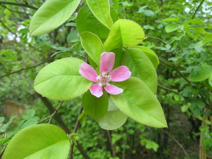 木瓜(chaenomeles sinensis)花