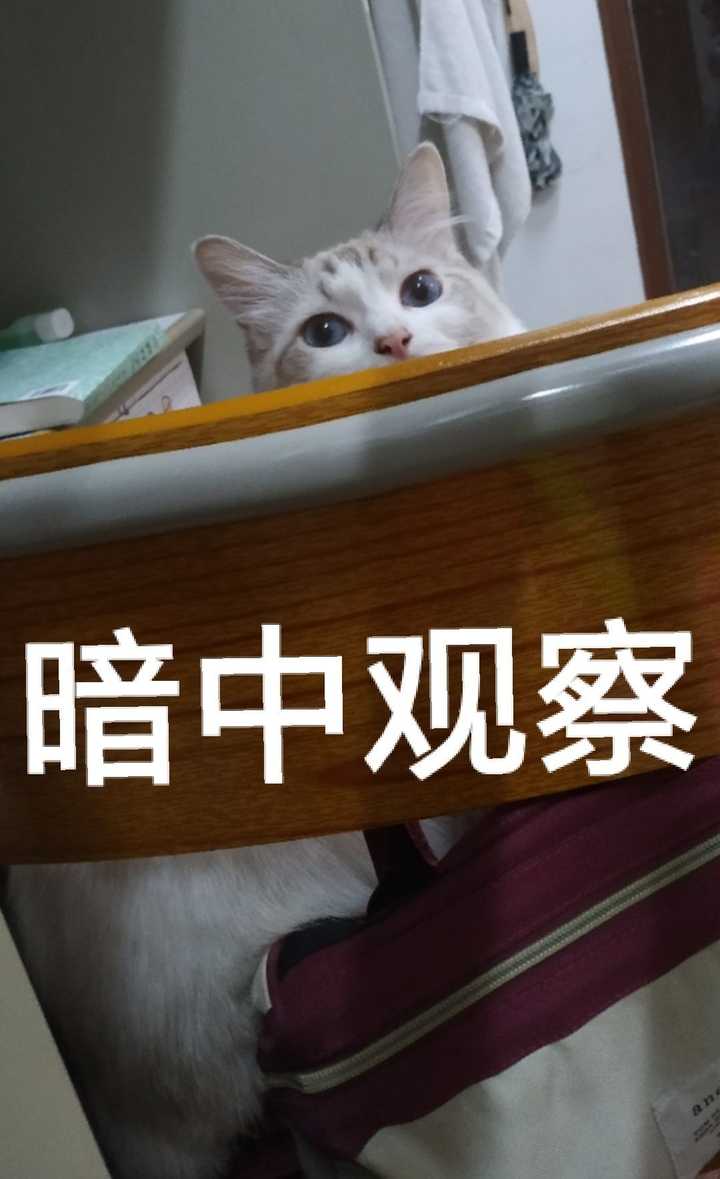 如果你们喜欢那些表情包的话 ,我还有一些 薄荷的库存 嘻嘻(疯狂暗示