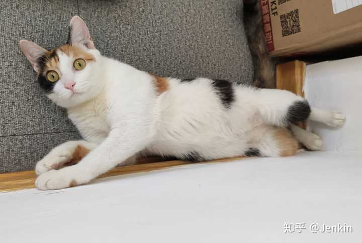 9公斤 我家的萝卜丁是只三花猫妹妹,在闲鱼上找到的,现在八九个月了吧