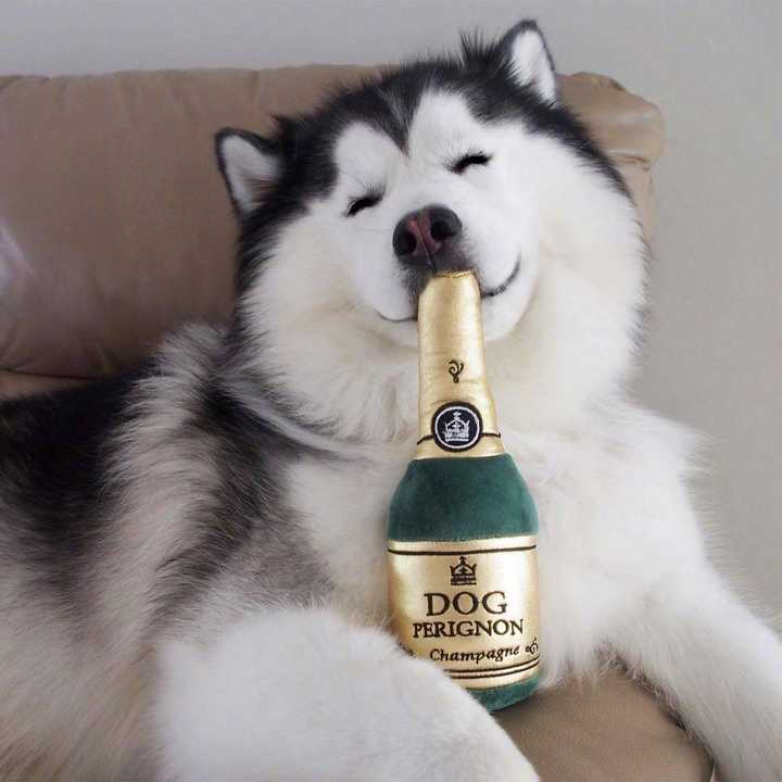有没有可爱的狗狗头像?