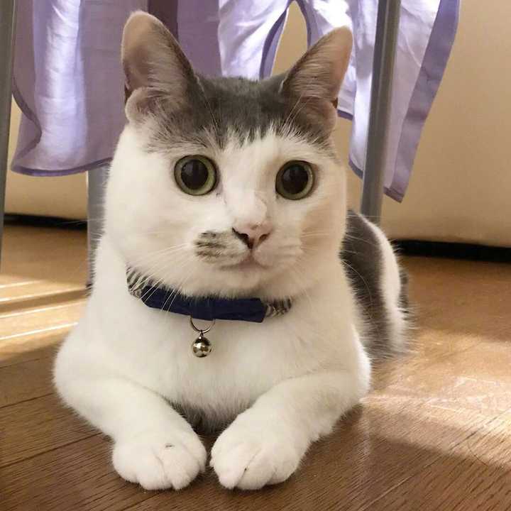 有哪些好看的猫咪壁纸或头像?