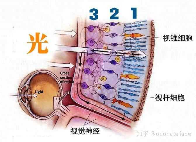 视网膜存在两种感光细胞:视锥细胞与视杆细胞.