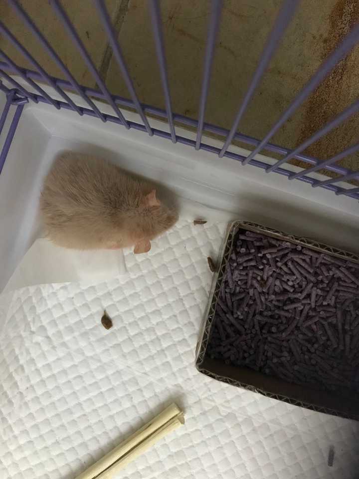 我买了一只花枝鼠我好害怕它怎么办?