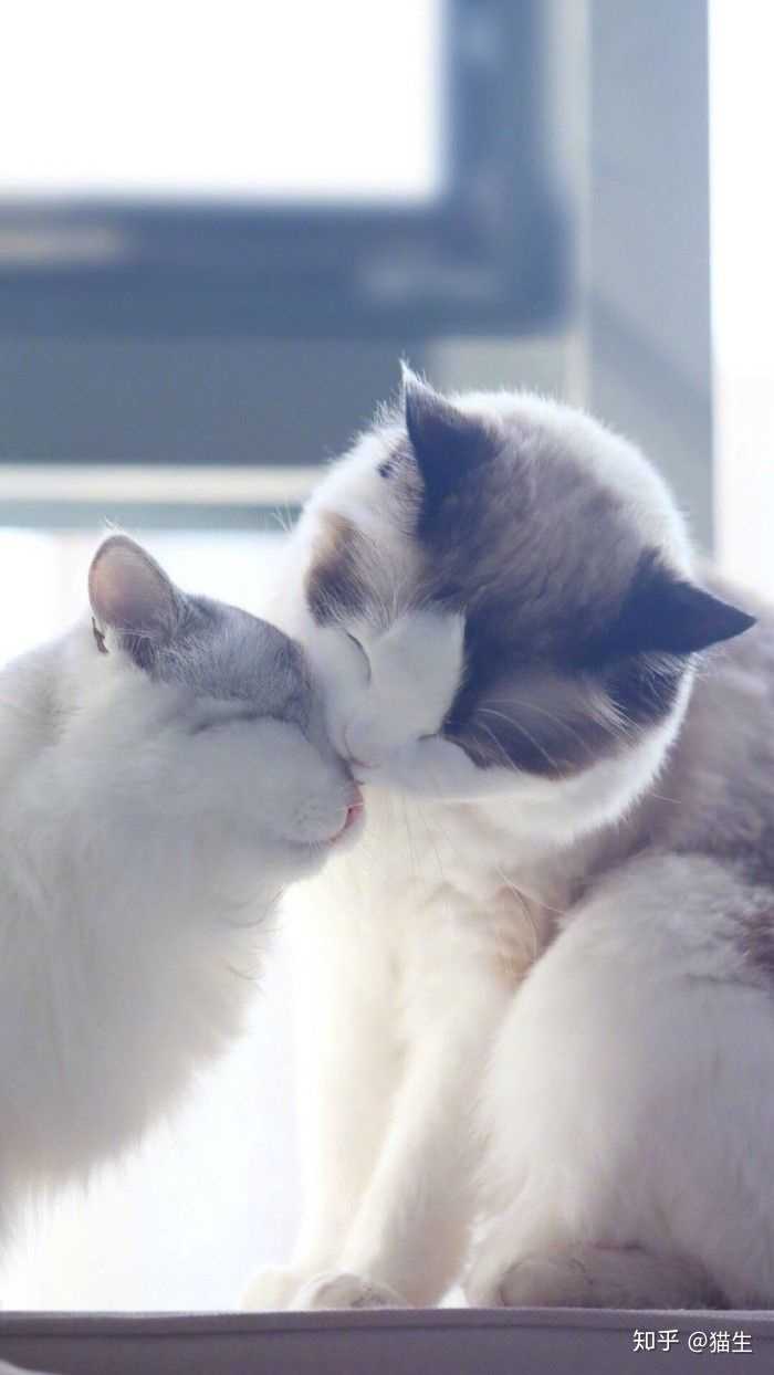 有哪些超级可爱的猫的照片或视频?