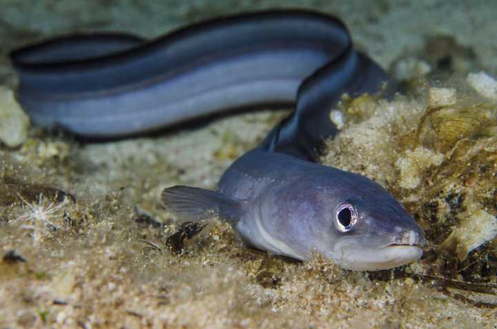 康吉鳗也是一类常被冠以"鳗鱼"称号的鱼,但它们不是鳗鲡