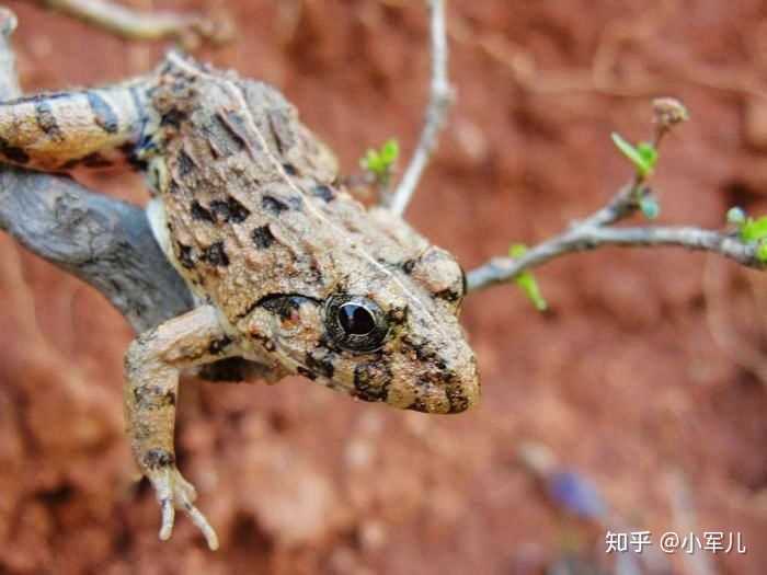 你养的第一只小动物是什么?