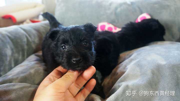 个人而言养过中华田园犬,小鹿犬,喜乐蒂,泰迪,柯基,西高地,雪纳瑞