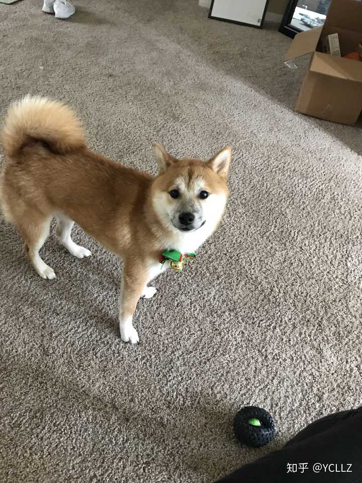 柴犬有哪些优缺点?