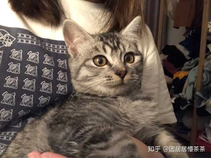 跟我捡来的黏糕很像哦 我觉得他是只美短和狸花猫的串串