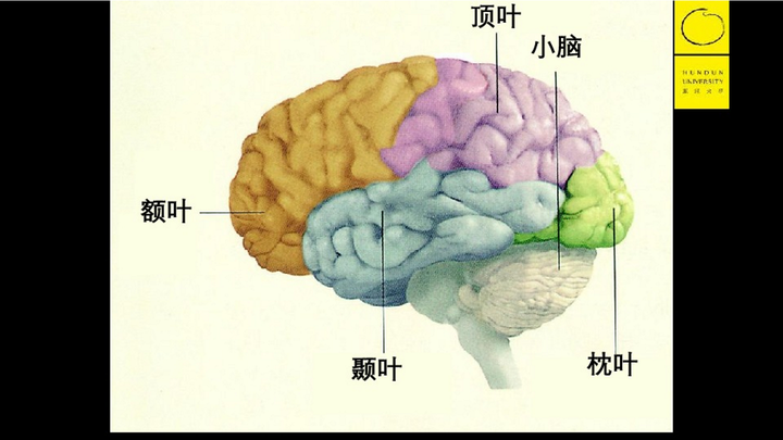 大脑的神经结构