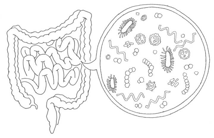如果一个人类个体身上所有的微生物同时消失会发生什么?