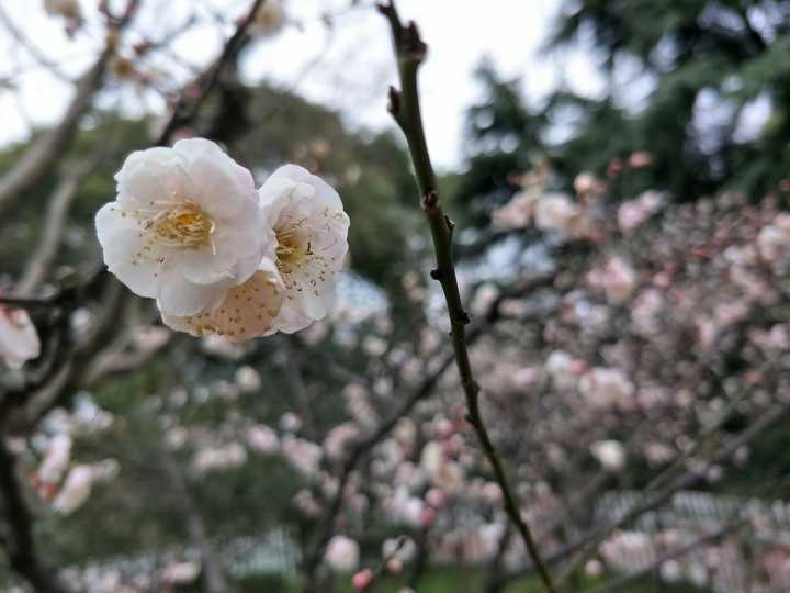 风景的话 绝对是这个 snapseed 例如下面这样图 冬天的梅花很好看  拍