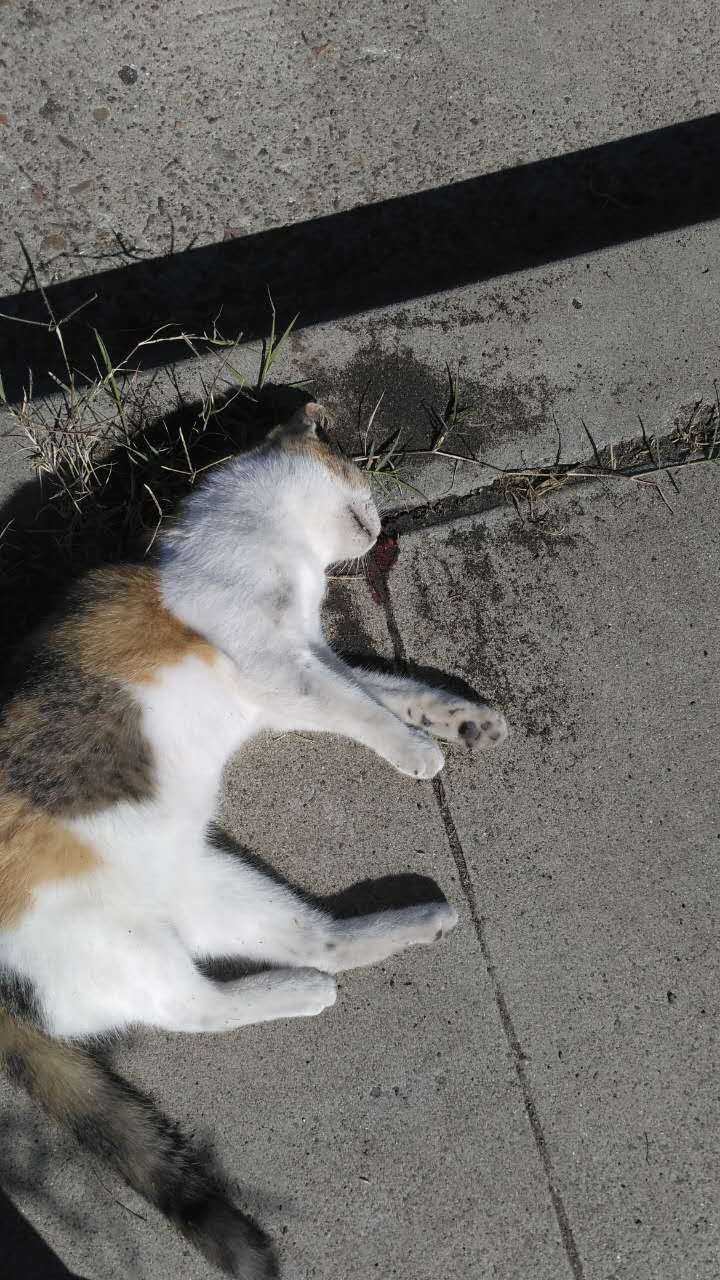 猫死了,人怎么处理猫尸体?